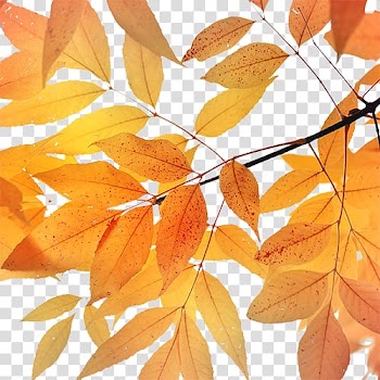 Autumn maple leaf transparent background PNG clipart