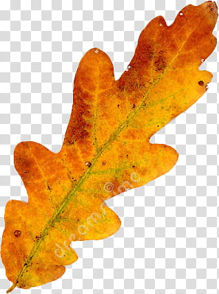 Autumn, maple leaf transparent background PNG clipart