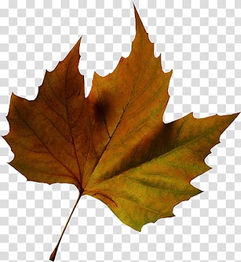 Autumn, maple leaf transparent background PNG clipart