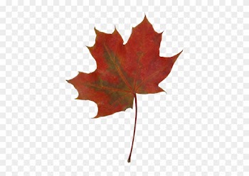 Autumn Maple Leaves - Maple Leaf