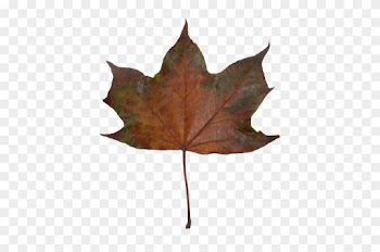 Autumn Maple Leaves - Maple Leaf