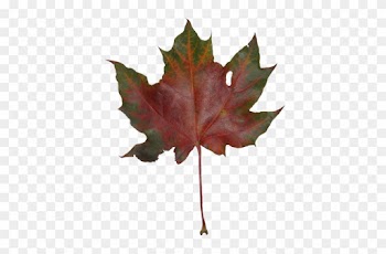 Autumn Maple Leaves - Maple Leaf