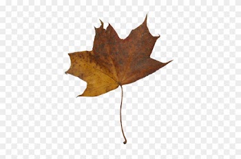 Autumn Maple Leaves - Maple Leaf