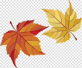 Autumn, maple transparent background PNG clipart