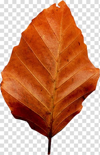 Autumn, orange leaf transparent background PNG clipart