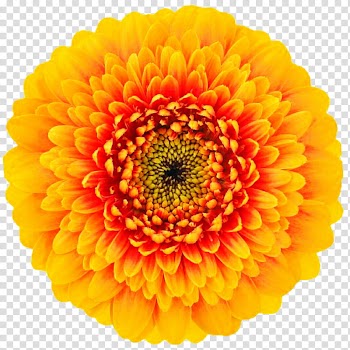 Autumn Orange Mum transparent background PNG clipart