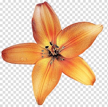 Autumn Petal Tree Landscape Leaf, autumn transparent background PNG clipart