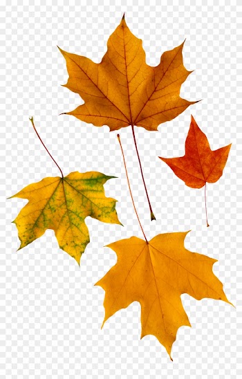 Autumn Png Leaf - Maple Leaves