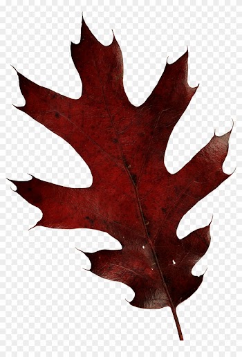 Autumn Png Leaf - Oak Leaf Transparent Background