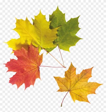 Autumn Png Leaf - Rain Gutter