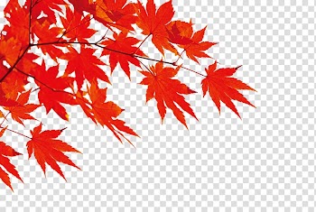 Autumn , Red maple leaf transparent background PNG clipart