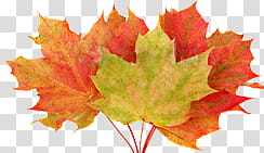 Autumn s, maple leaves transparent background PNG clipart