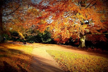 autumn_scene.jpg