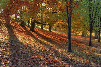 autumn_scene.jpg