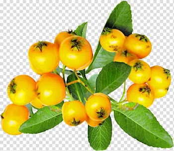 Autumn Season Food Winter, padlock transparent background PNG clipart
