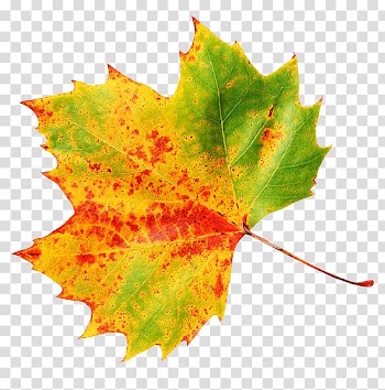 Autumn Sticker , autumn transparent background PNG clipart
