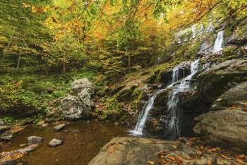 Autumn stream forest, nature background. | Free Photo - rawpixel