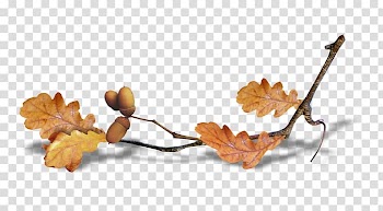 Autumn Summer Desktop , autumn transparent background PNG clipart