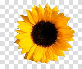 Autumn, sunflower transparent background PNG clipart