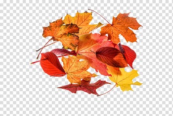 Autumn swatches, orange, red, and yellow leaves transparent background PNG clipart