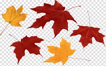 Autumn swatches, three red and two yellow maple leaves transparent background PNG clipart