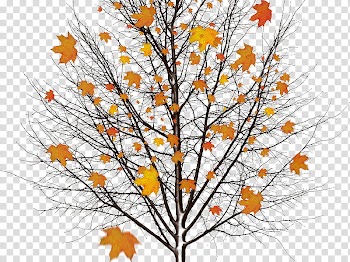 Autumn swatches, tree with brown leaves transparent background PNG clipart
