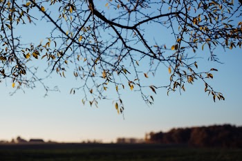 Autumn tree branches in the afternoon light