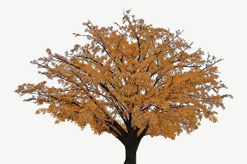 Autumn tree collage element, isolated | Free PSD - rawpixel