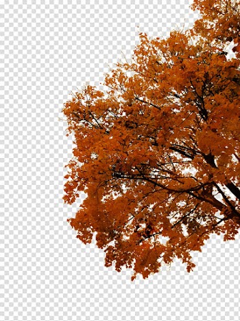 Autumn Tree Cutout , orange leafed tree transparent background PNG clipart