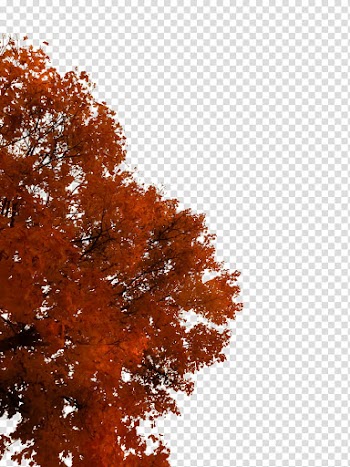 Autumn Tree Cutout , red tree transparent background PNG clipart