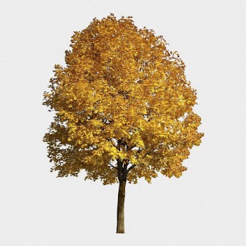 Autumn tree isolated on white, | Free PSD - rawpixel