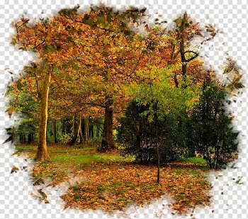 Autumn Tree Landscape, autumn transparent background PNG clipart