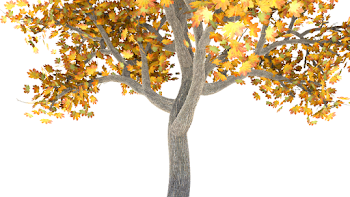 Autumn Tree Png (97+ images in Collection) Page 2