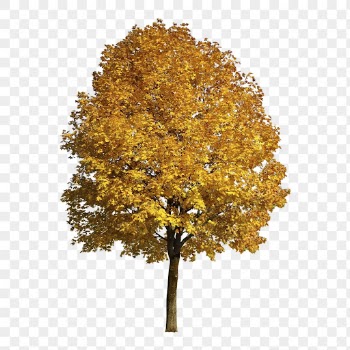 Autumn tree png sticker, nature | Free PNG - rawpixel