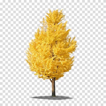 Autumn tree transparent background PNG clipart