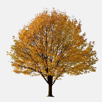 Autumn tree, yellow leaf plant | Free PSD - rawpixel