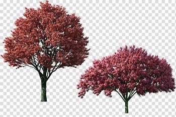 Autumn trees material transparent background PNG clipart