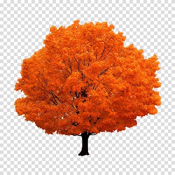 Autumn trees material transparent background PNG clipart