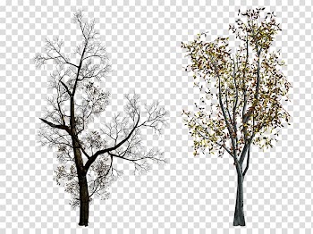 Autumn trees material transparent background PNG clipart