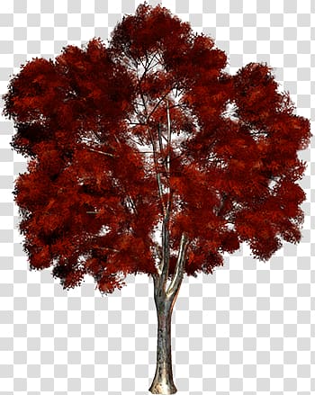 Autumn trees transparent background PNG clipart