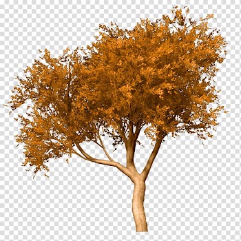 Autumn trees transparent background PNG clipart