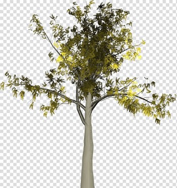 Autumn Twig Tree Leaf , autumn transparent background PNG clipart