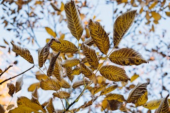 Autumn walnut tree leaves