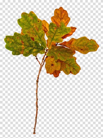 Autumn Winter Scape Season, autumn transparent background PNG clipart