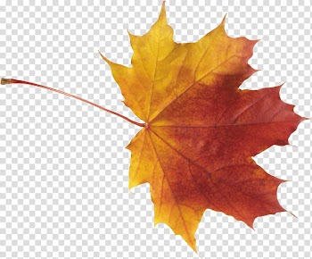Autumn, yellow and brown maple leaf against black background transparent background PNG clipart