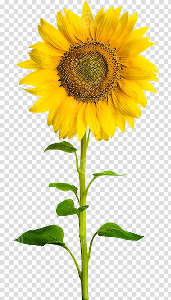 Autumn, yellow sunflower transparent background PNG clipart