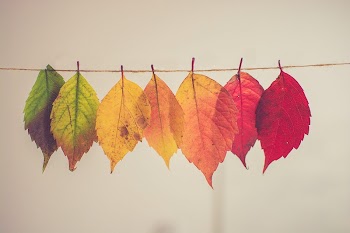 Autumnal leaves hanging on thread. | Free Photo - rawpixel