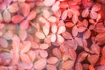 Autumnal red leaves background | Free  photo - 2331734