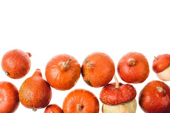 Autumnal ripe orange pumpkins isolated on white