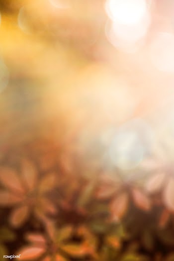Autumnal Schefflera Arboricola leaves background | Free  photo - 2332717